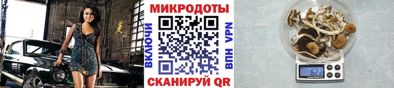 блэк спрут зеркало  Губкинский  Псилоцибиновые грибы Psilocybe 