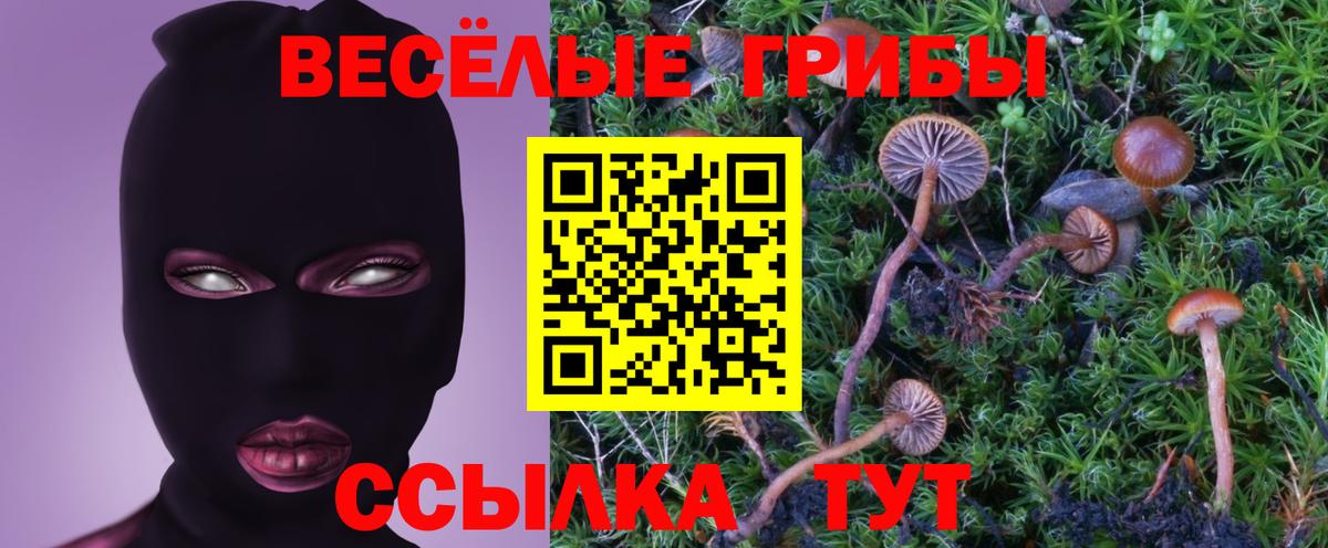 Псилоцибиновые грибы прущие грибы Губкинский